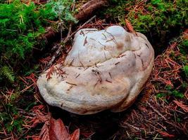 crecimiento de hongos conk de registro forestal en un campamento humbug cerca de Detroit, o foto