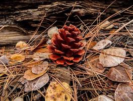 Lone Cone a pine cone scene in the forest by Indian Ford Creek near Sisters, OR photo