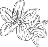 Doodle lirio línea aislada flor dibujado a mano ilustración vectorial boceto para colorear para un tatuaje vector