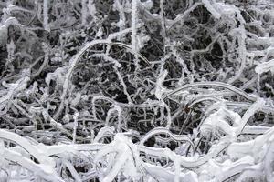 Ice on branches photo