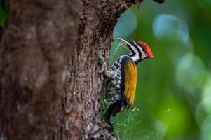 Close up of Common flameback, or Common goldenback, or woodpecker on tree, baby bird. photo