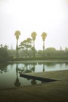 Palm trees in the morning photo