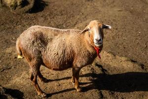 cabras en las montañas anaga en tenerife foto