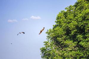 Red hawk while fly in the sky. photo