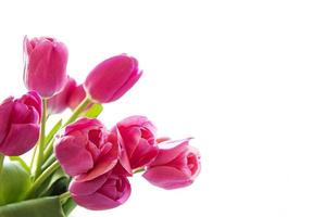 Beautiful tulips bouquet photo