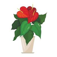 A beautiful picture of a houseplant Anthurium Colorful vector image
