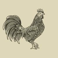 Rooster hand drawn illustration in vintage engraving style. Vector sticker for the farms and manufacturing depicting roster. Grunge label for the chicken product. Farm painting of cockerel
