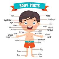 Funny Child Showing Human Body Parts vector