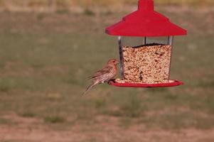 Finch on a bird feeder photo