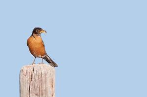 North American robin photo