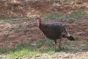 Turkey standing in a field