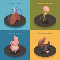 Human Organs Isometric Concept Vector Illustration