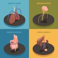 Ilustración de vector de concepto isométrico de órganos humanos