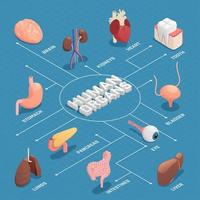 Human Organs Isometric Flowchart Vector Illustration