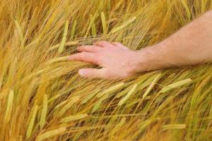 Hand on wheat photo