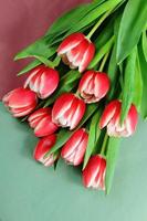 Red and white tulips on paper photo