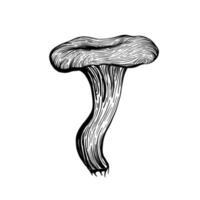 Mushroom chanterelle. vector illustration
