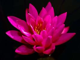 flor de loto en la naturaleza foto