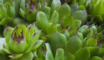 Houseleek plant succulent