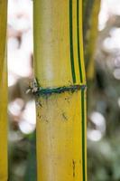 bambú en el bosque al aire libre en río de janeiro