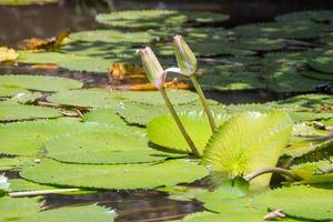 planta regia que florece en un lago