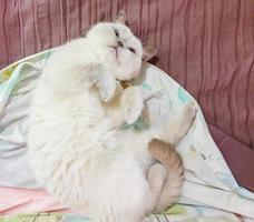 A cute and cudly white british shorthair cat lying on the bed