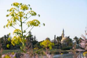 Spring vegatation at Larnaca salt lake in Cyprus, with Hala Sultan Tekke in the background photo
