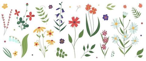 Collection of wild blooming meadow flowers Flat colorful botanical vector illustration Flowers isolated on white background Set of decorative floral design elements