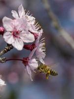 abeja en una flor de cerezo foto