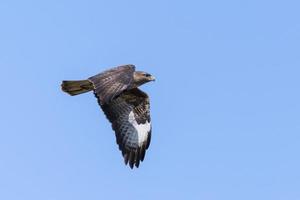 Flying buzzard against a blue sky photo