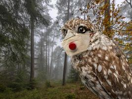 Close-up of an owl with a mouth guard to protect against infection photo