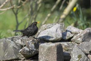 Blackbird on rocks photo