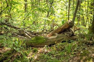 Old tree stump in a green forest photo