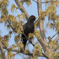Blackbird in a tree photo