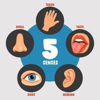 concepto de cinco sentidos con órganos humanos vector