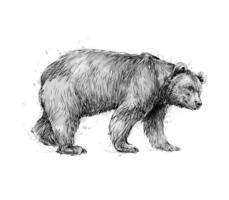 Portrait of a brown bear on white background hand drawn sketch Vector illustration of paints