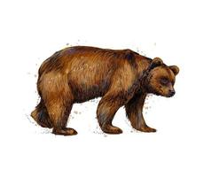 Portrait of a brown bear from a splash of watercolor hand drawn sketch Vector illustration of paints