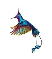 Hummingbird from a splash of watercolor hand drawn sketch Vector illustration of paints