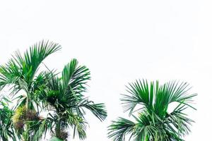 hoja verde de la palma aislada en el fondo blanco. foto