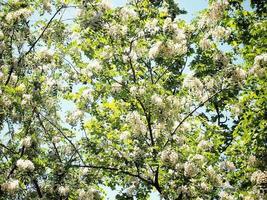 Acacia tree branches in bright sunlight photo