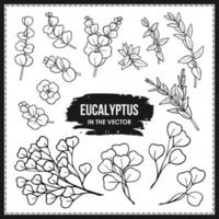 LARGE SET OF EUCALYPTUS BRANCHES vector