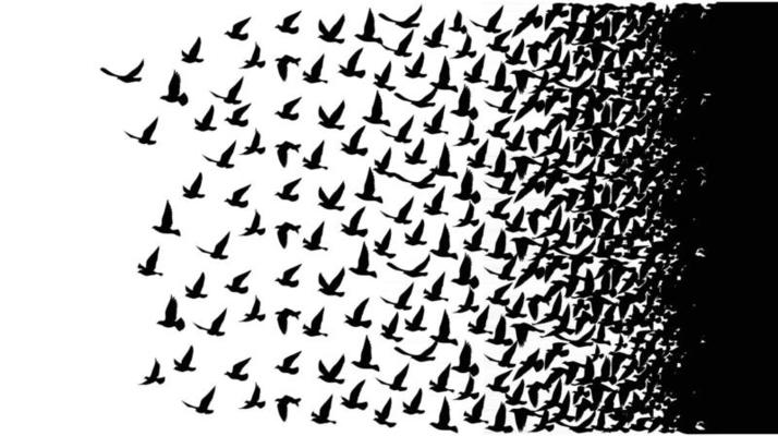 Flying birds silhouettes on white background