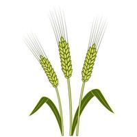 Wheat ears Barley or Rye vector flat icon