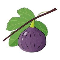 Fig branch  purple fruit with leaf vector