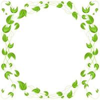 circle of green leaves on a branch  border  isolated on white background vector