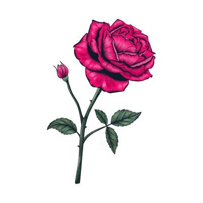 Hand drawn rose flower and leaves drawing illustration isolated on white background