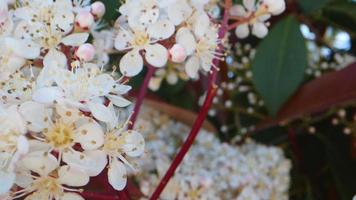 mooie lentebloemen in de natuur video
