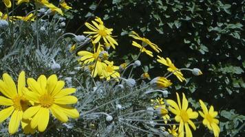 marguerites jaunes dans la nature video