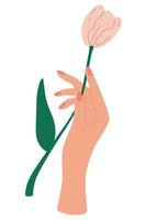 Elegant female hand holds a tulip Decorative bouquet floristic composition with leaves and flourishing Mothers Day card concept Elegant floral poster with tulips Vector illustration