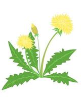 Yellow dandelions Vector